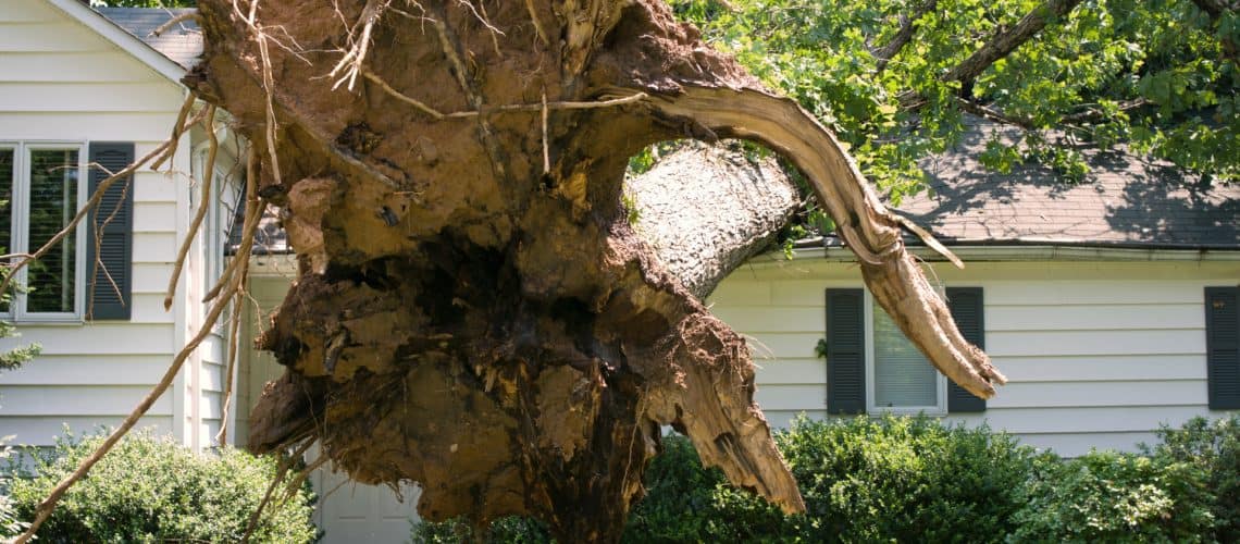 Big tree fell on house - emergency roof repair - Home Crafters Roofing